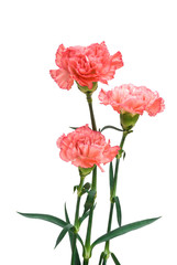 three carnation with clipping path