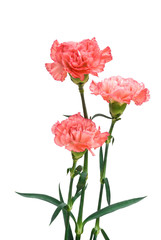Fototapeta premium three carnation with clipping path