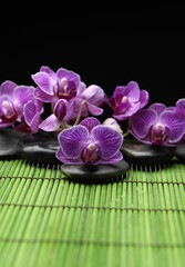Branch pink orchid with black stones on green mat