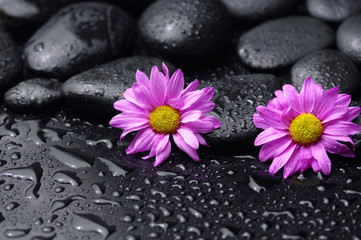 Still life with two gerbera and wet stones