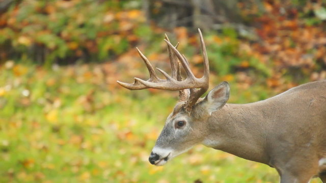 Whitetail Buck Walking