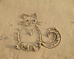 The image of a cat on wet sand