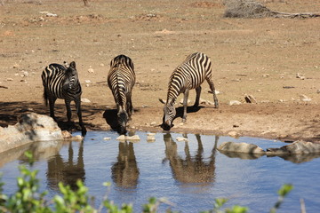 Fototapeta na wymiar Tsavo West Nationalpark