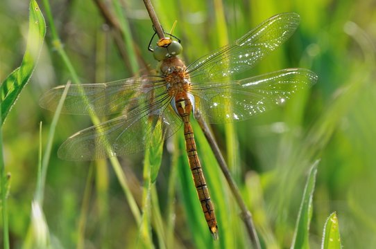 Aeshna isoceles maschio immaturo