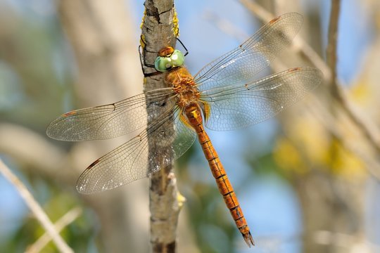 Aeshna isoceles