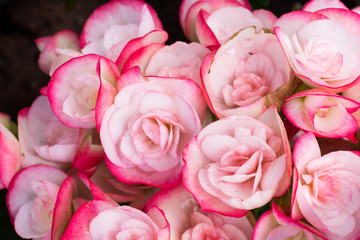 Beautiful pink and white rose flowers