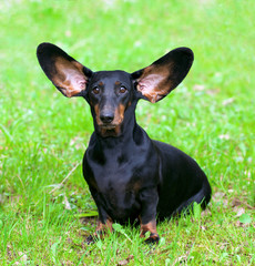 Pedigree dachshund