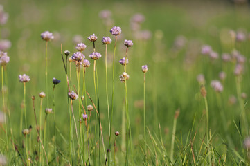 Strand-Grasnelke (Armeria maritima subsp. maritima)