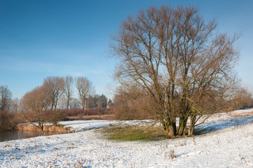 Bare tree with many trunks in winter