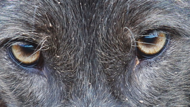 Rare Black Coyote Eyes Closeup