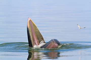 Fototapeta premium Bryde’s Whale