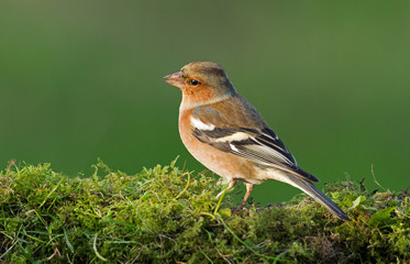 Chaffinch (Fringilla coelebs)