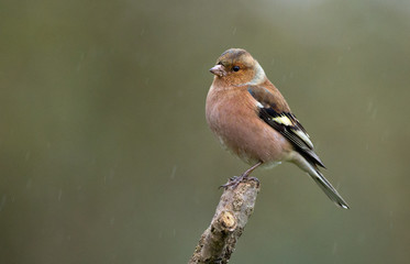 Chaffinch (Fringilla coelebs) sits on a branch