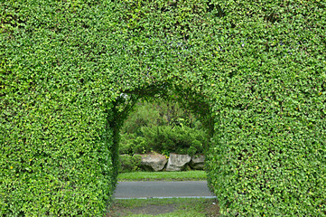 Entrance from dwarf tree
