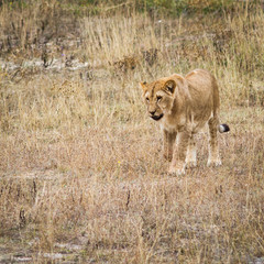 Lioness