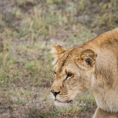 Fototapeta na wymiar Portret Lioness