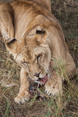 Lioness eating meat
