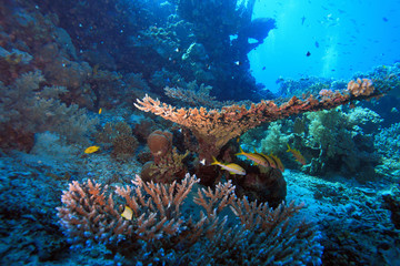 Diving in the Red Sea