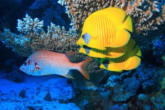 Fototapeta Diving in the Red Sea