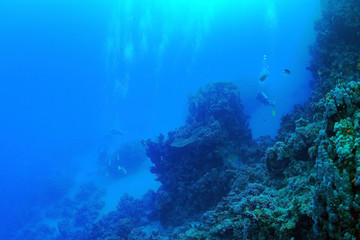 Fototapeta na wymiar Nurkowanie w Morzu Czerwonym