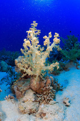 Diving in the Red Sea