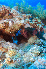 Diving in the Red Sea