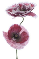 Naklejka premium poppy