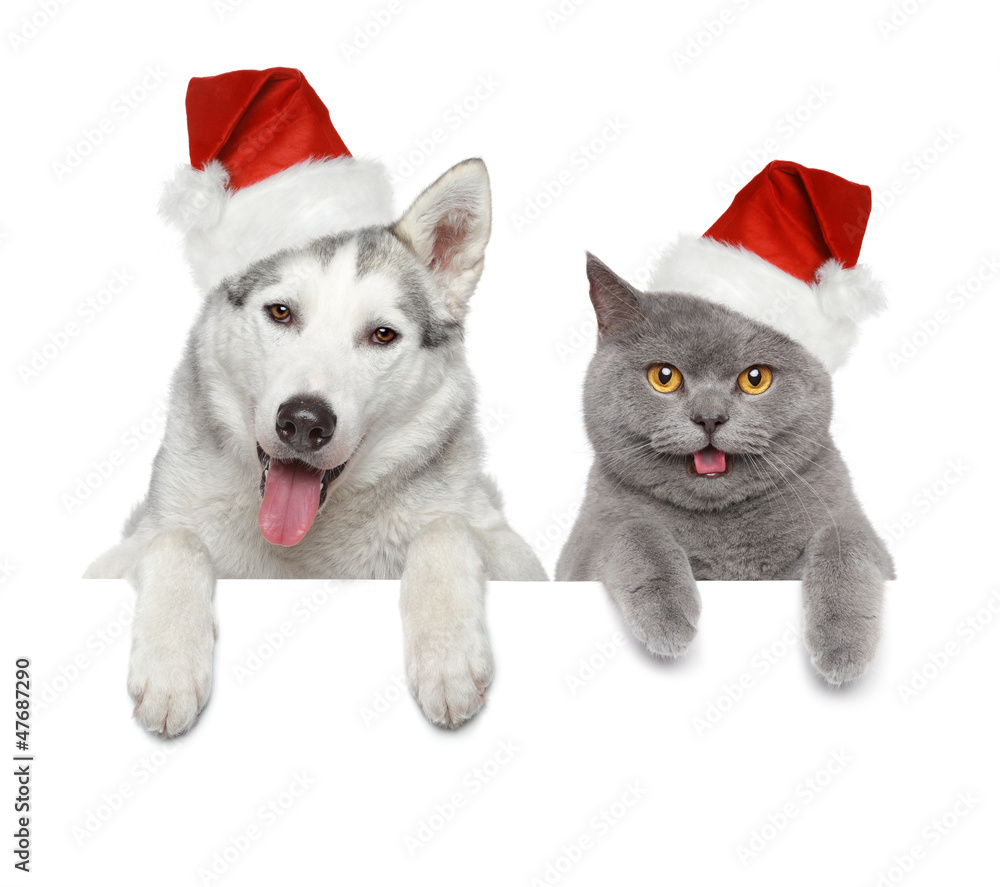 Sticker Dog and cat in Santa red hats