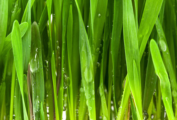 Fototapeta na wymiar Green grass with water drops background, Close-up