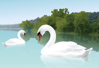 Beautiful Swans