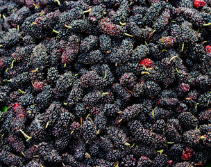 many fresh black mulberrys