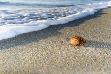 Shell oh the beach with sea foam