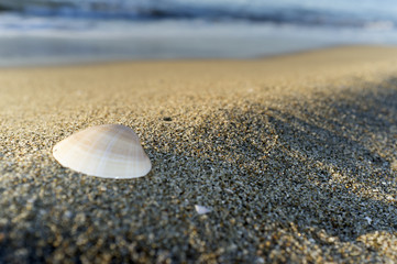 Fototapeta na wymiar Shell oh the beach