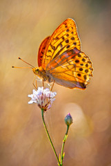 Silver-Washed fritillary yellow Butterflie