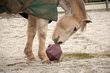 Horse toy