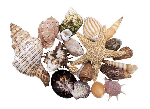 assortment beautiful seashells on a white background