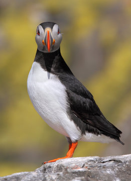 Atlantic Puffin In UK