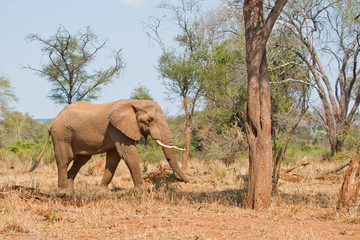 Bull elephant in South Africa, dwarfed by tree