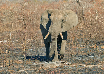 Bull elephant, South Africa