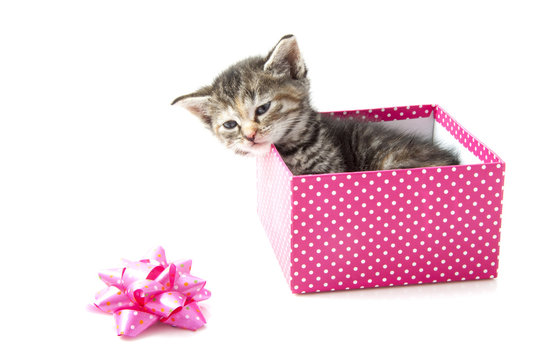 Kitten gift