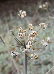 Frost on a dried seed head.