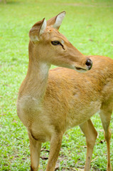 Female Eld's Deer (Rucervus eldii)