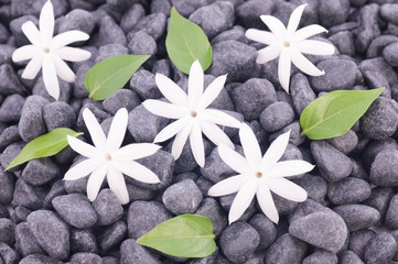 Fototapeta na wymiar Białe kwiaty jaśminu i liści ponad tle zen kamienie