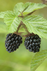 Two blackberries growing/ hanging on a shrub