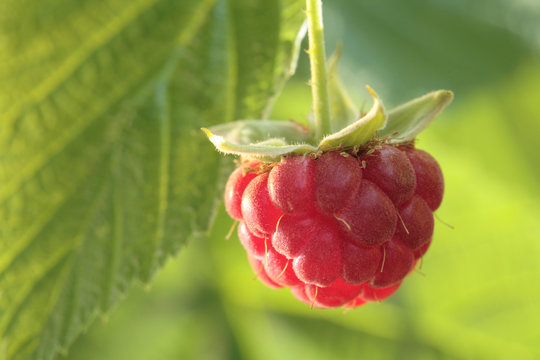 One Raspberry growing/ hanging on a bush