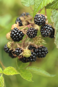 Forest blackberries growing/ hanging  on the bush