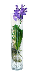 Orchidée Vanda dans un vase
