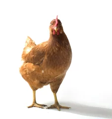 Abwaschbare Fototapete Hähnchen Rotes Sex-Link-Hühnchen