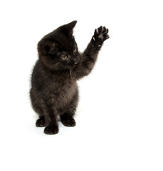 Cute black kitten