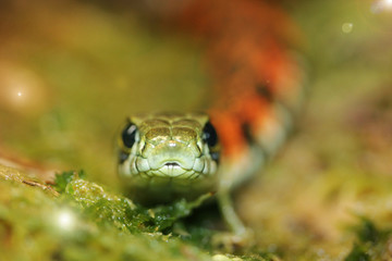 Small snake on a green background